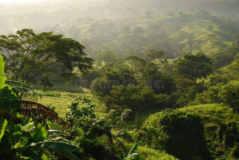 Tropical Forest Mist, Mexico Stock Photo Image of plants, central