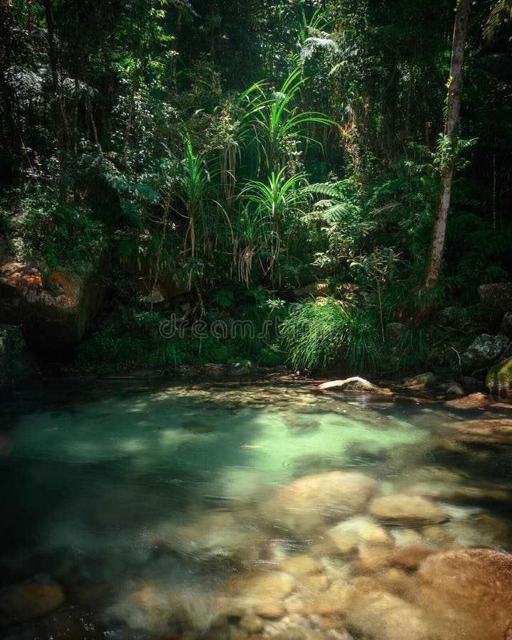 https://thumbs.dreamstime.com/b/tropical-forest-paradise-crystal-clear-water-crystal-clear-creek-rain-forst-hit-sunlight-231812505.jpg