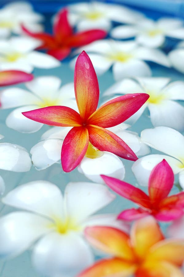 Tropical frangipani in the pool