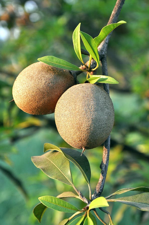 Tropical fruit Chiku stock image. Image of nutrition 18478171