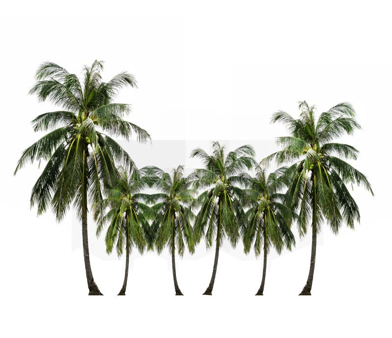 Tropical fruit, coconut palm tree isolated on white. royalty free stock images Tropical fruit, coconut palm tree isolated on white. royalty free stock images