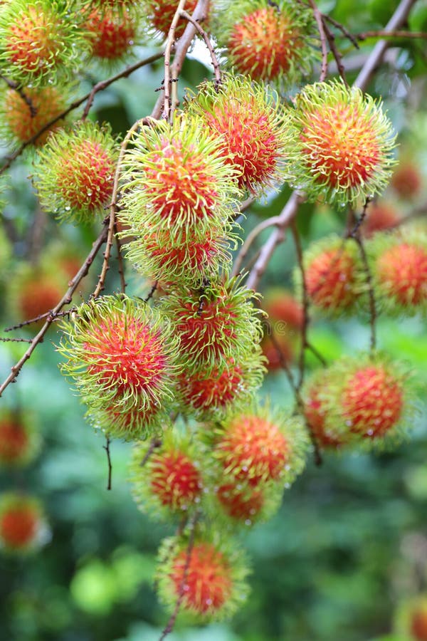 Tropical Fruit, Rambutan on Tree Stock Image - Image of drop, fruit ...