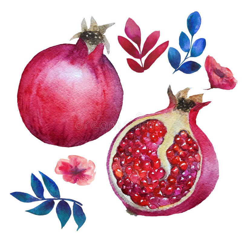 A tropical fruit ripe pomegranate. A whole fruit and half with grains, leaves and flowers. Watercolour fruit elements for your des