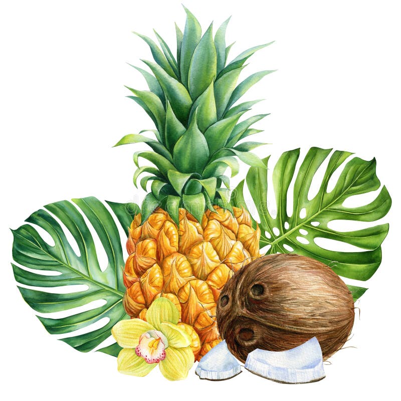 Coconut Watercolor Clipart Vanilla Yellow Flowers Stock Illustration  1902571291