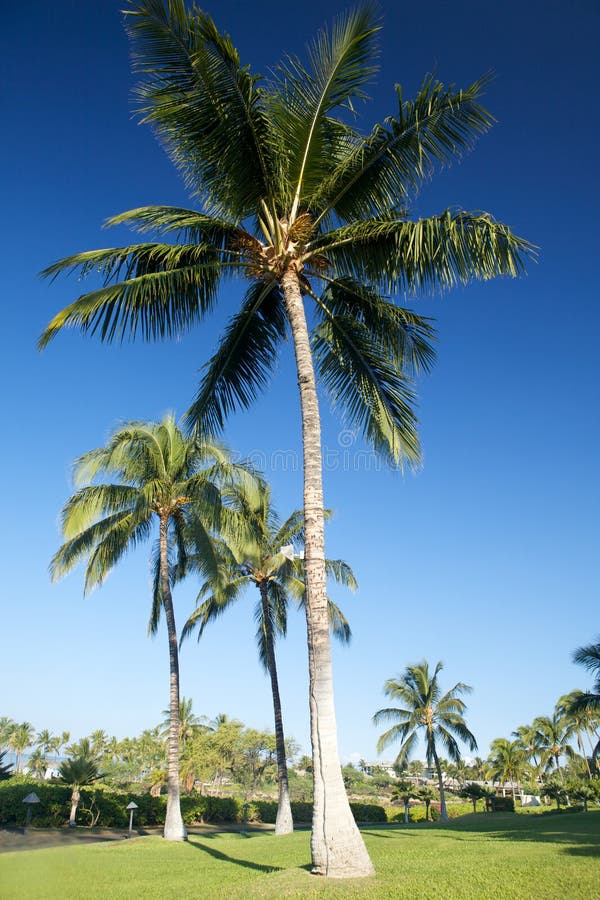 Tropical Garden with Palm Trees Stock Photo Image of bright, stone