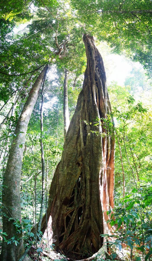 4 286 Gigantic Tree Photos Free Royalty Free Stock Photos From Dreamstime