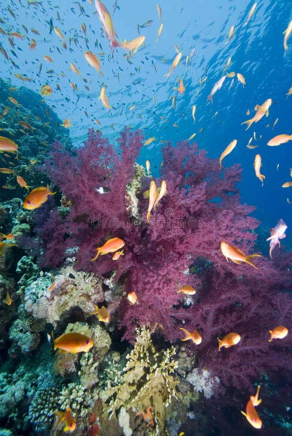 Tropical goldfish and coral reef