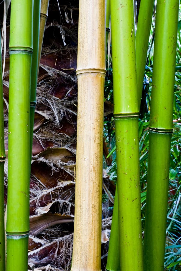 Tropical green bamboo stock image