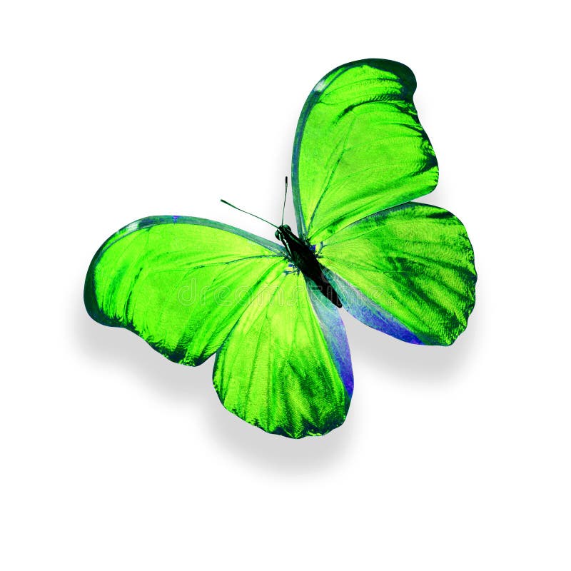 Tropical Green Butterfly. Isolated on White Background Stock Photo