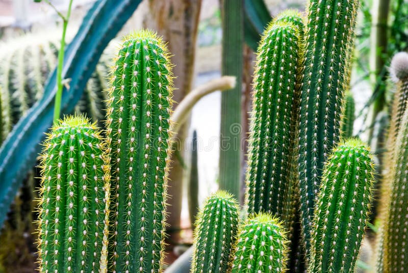 Tropical Green Cactus Cacti Royalty Free Stock Photography Image