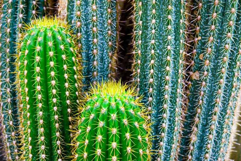 Tropical green cactus - cacti stock photography