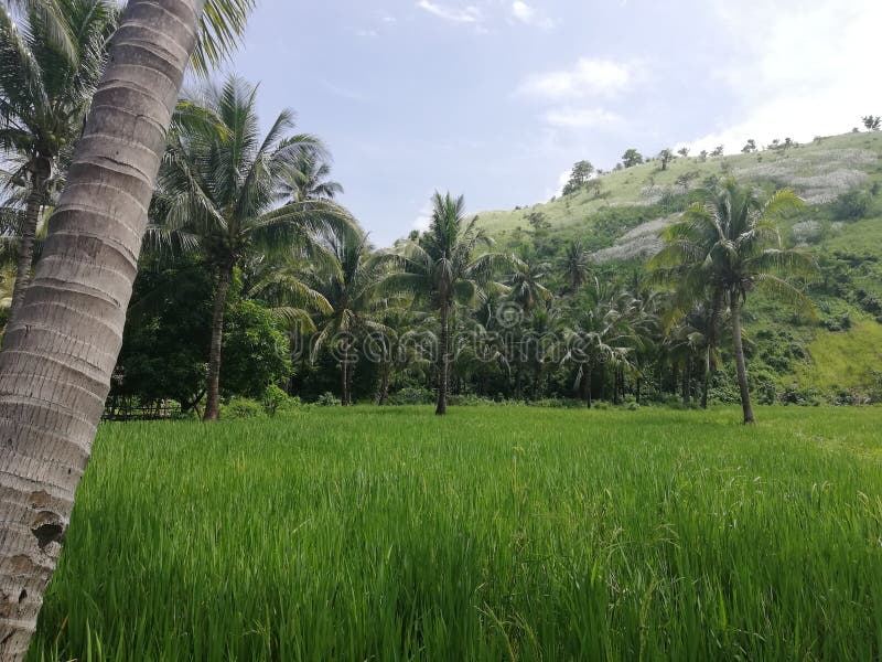 Tropical green hills, rice fields and palm trees