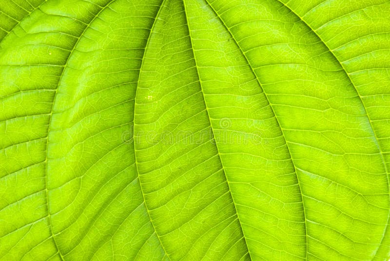 Tropical green leaf - abstract background