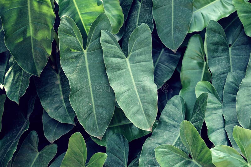 Tropical Green Leaf Texture Background, Natural Jungle Backdrop Concept ...
