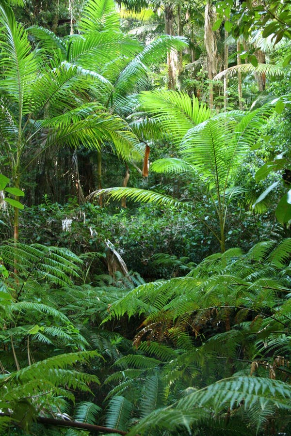 Tropical Green Leaves stock photo