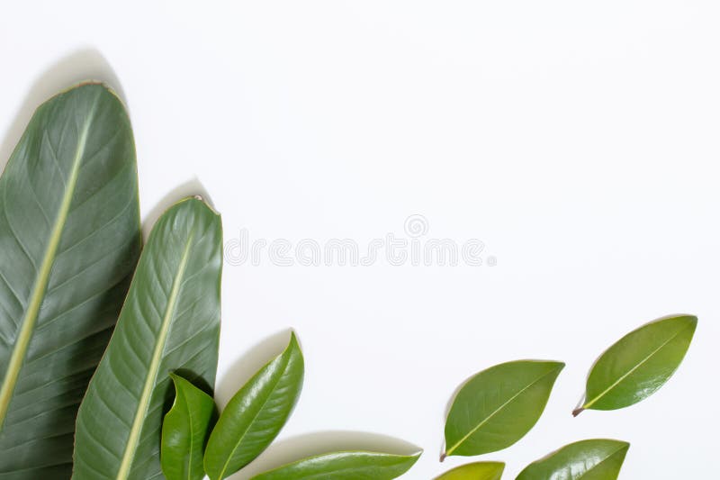 Tropical Green Leaves on White Background Stock Image Image of frame