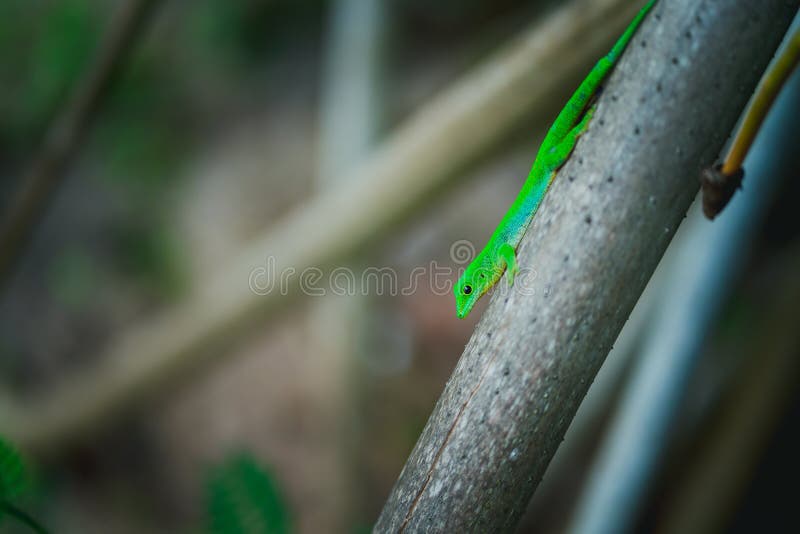 Tropical green neon Lizard Geco on palm trunk on La Digue island, Seychelles. Travel adventure concept