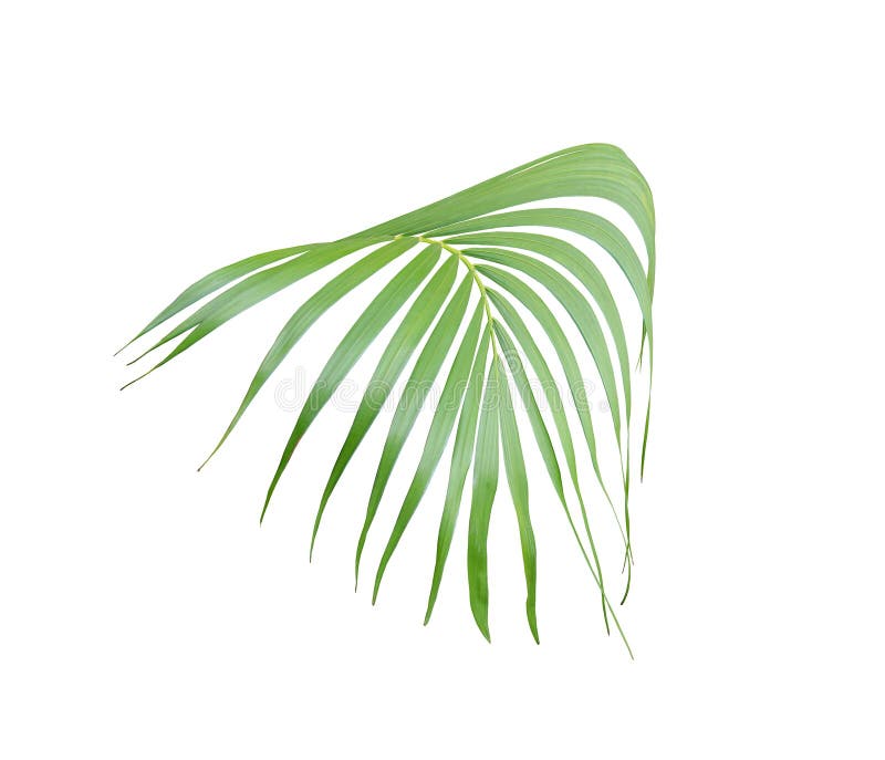 Tropical Green Palm Leaf Isolated On White For Summer Background Stock