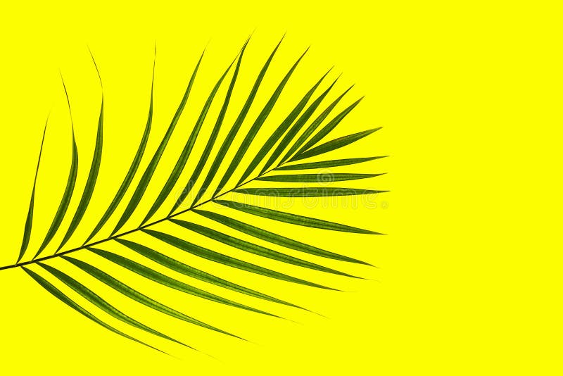 Tropical Green Palm Leaf on Yellow Background Stock Photo - Image of