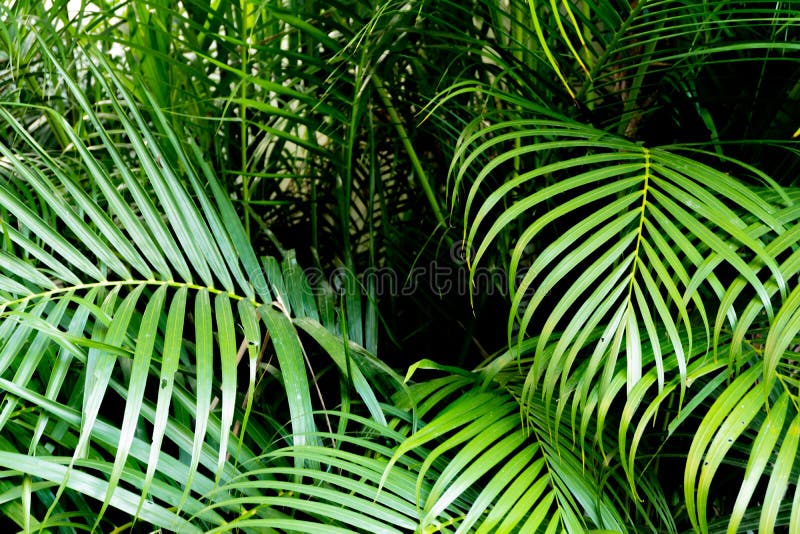 Tropical green palm leaves background. Nature pattern concept.