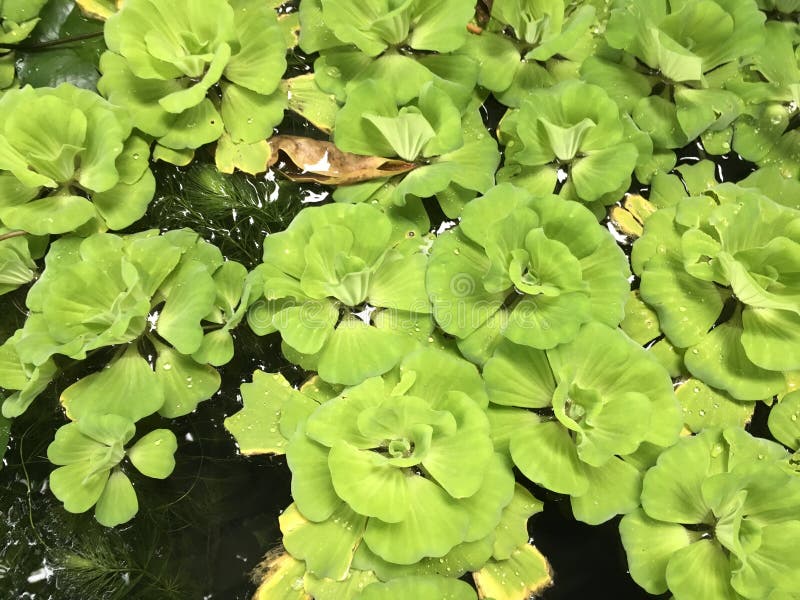 Tropical green`water lettuce`- Pistia stratiotes in the pond