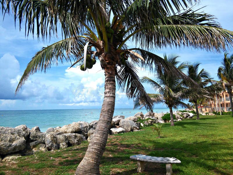 Tropical Greenery stock images Tropical Greenery stock images