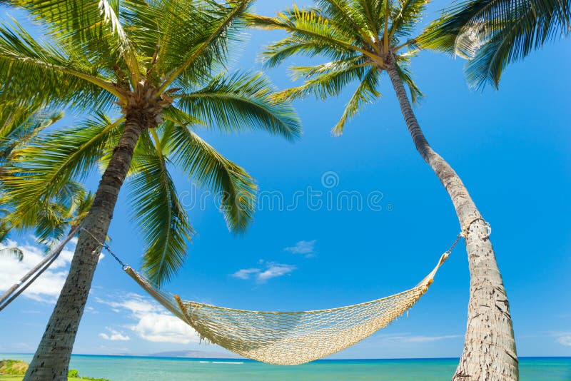 Tropical Hammock