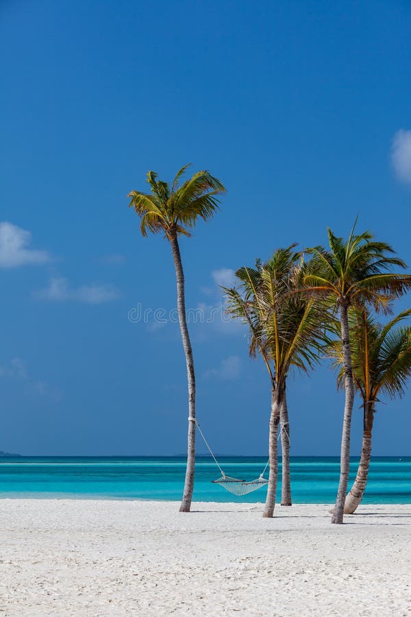 Tropical Hammock stock image. Image of clear, maldives - 176476571