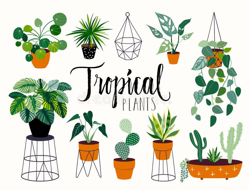 Tropical hand drawn house plants with hand lettering