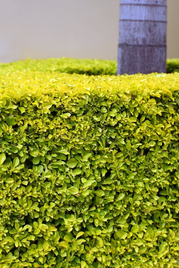 Tropical hedge stock photo. Image of trimmed, leaves, foliage 706802