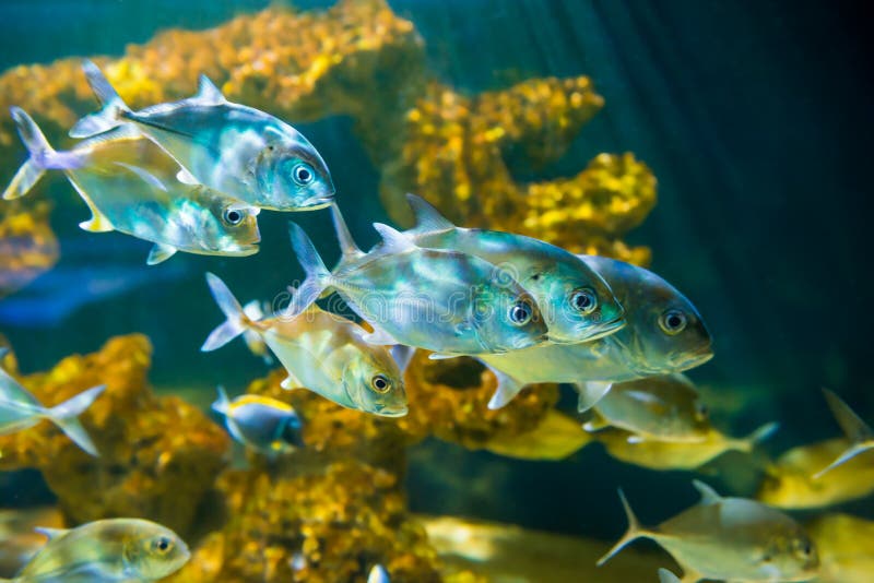 Tropical horse-eye jack fishes.