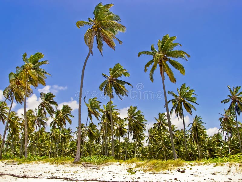 Tropical Island Picture. Image 5035115