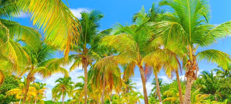 Tropical island background
