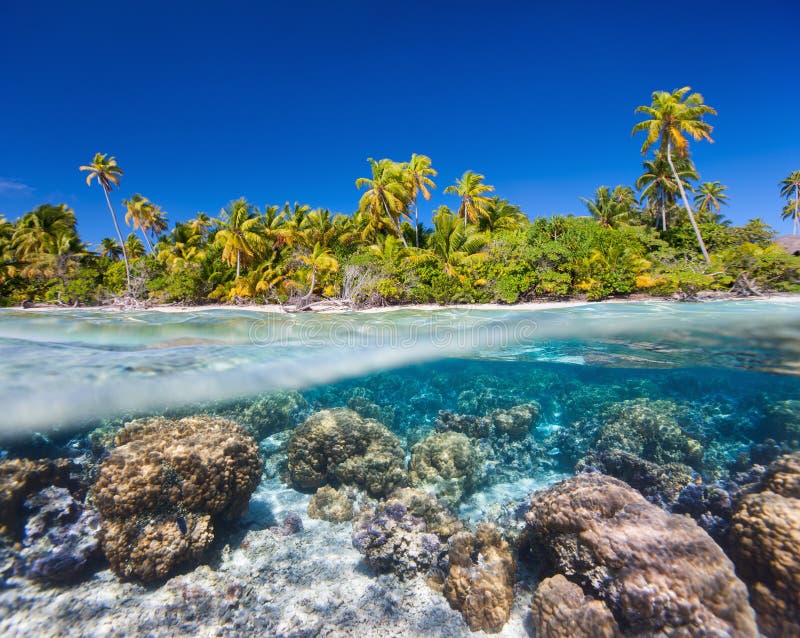 745 Tropical Island Under Above Water Stock Photos - Free 