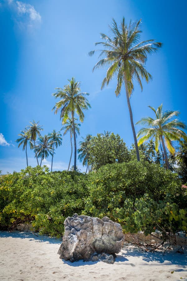 Tropical island with palm trees