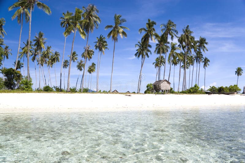 Palm Trees on Tropical Beach Stock Image - Image of coastal, ocean: 8140777