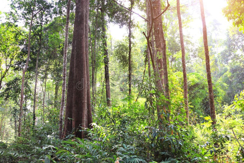 Tropical Jungle during the Dry Season, Cambodia Stock Photo - Image of