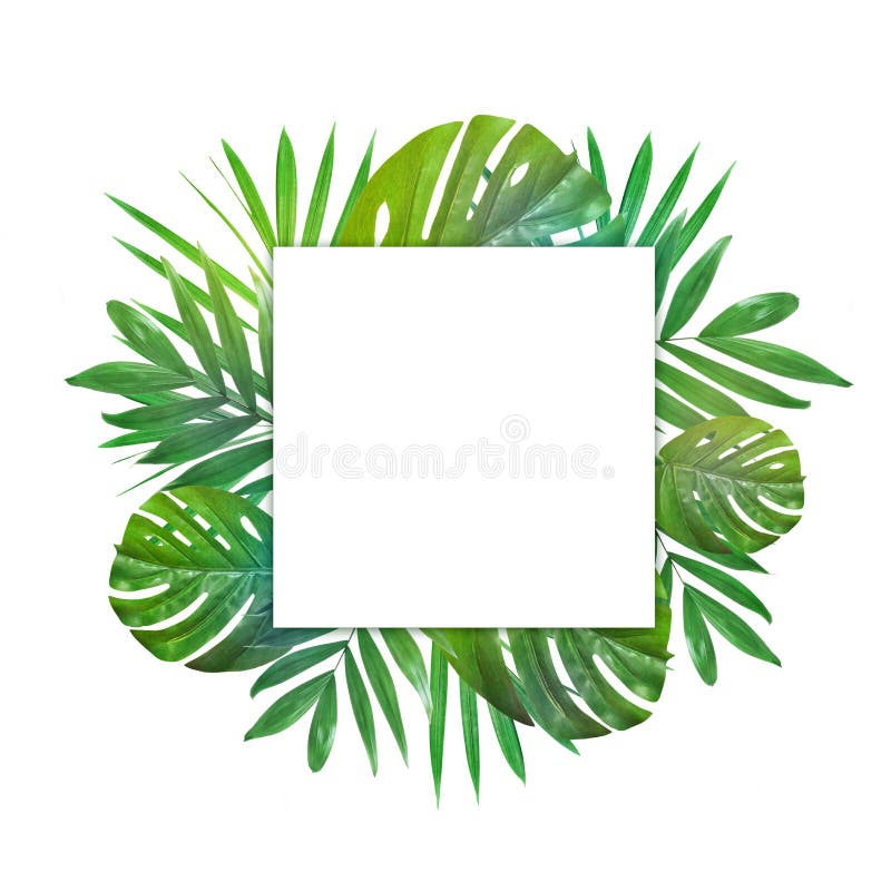 Tropical Background. Palm Trees Branches with Camera and Seashell on ...