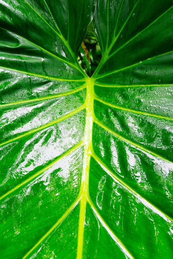 268,528 Jungle Leaf Photos - Free & Royalty-Free Stock Photos from ...