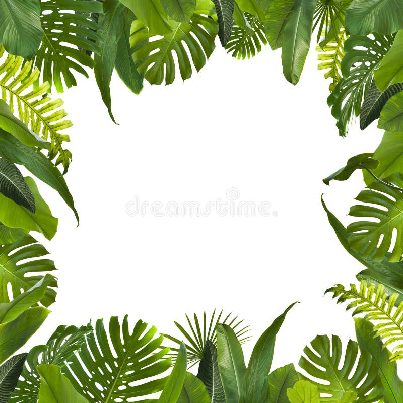444,210 Jungle Background Stock Photos - Free & Royalty-Free Stock Photos  from Dreamstime