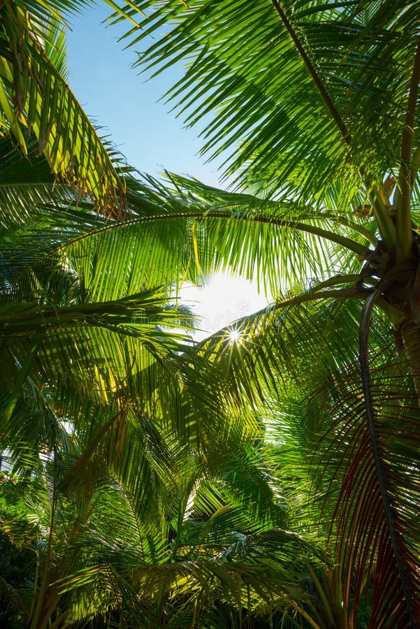 Tropical Jungle Palm Trees Leafs with Sun Stock Image - Image of tree ...