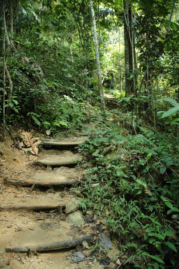 Tropical Jungle Trek Path royalty free stock photos