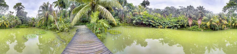 Tropical lake in the Cranbrook Forest, Jamaica