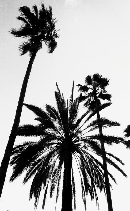 High Palms In Black And White Stock Image - Image of thick, plants ...