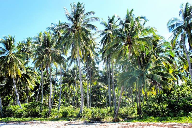 Plantation of Coconut Trees. Farm. Philippines. Palawan Island.. Stock