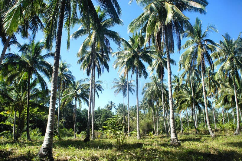 Tropical Landscape . Farm of Coconut Trees Stock Image Image of