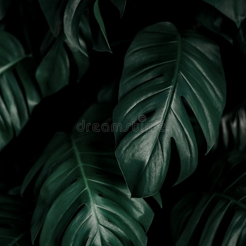 Green Leaves for Background and Wallpaper Stock Photo - Image of asia,  floral: 185273038