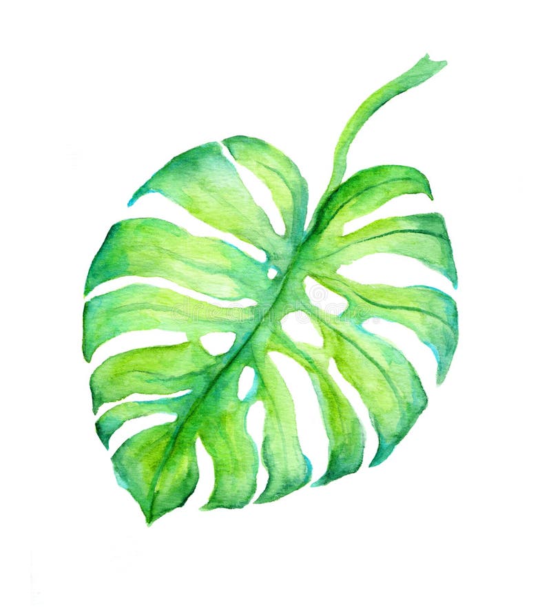 Tropical leaf of exotic monstera tree. Watercolour illustration. Tropical leaf of exotic monstera tree. Watercolour