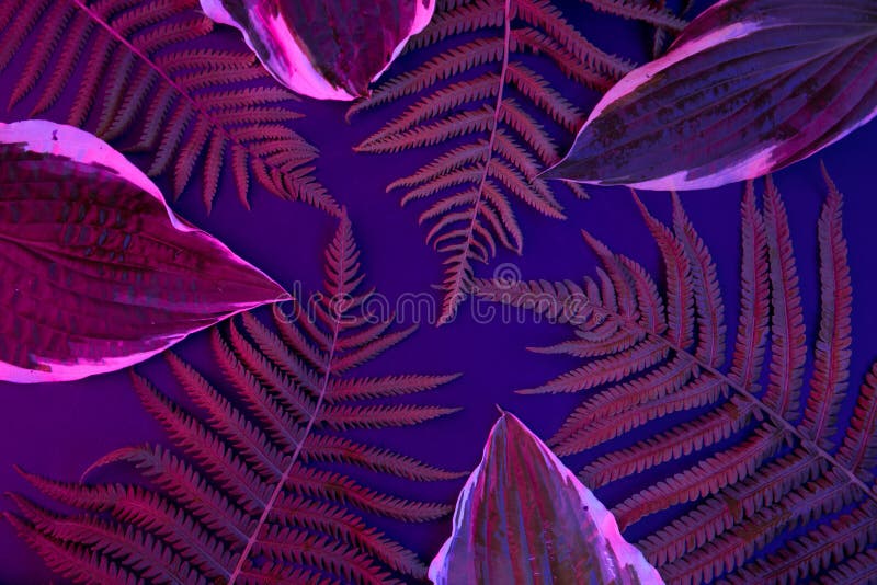 Tropical Leaf Forest Glow in the Black Light Background. High Contrast. Stock Image Image of