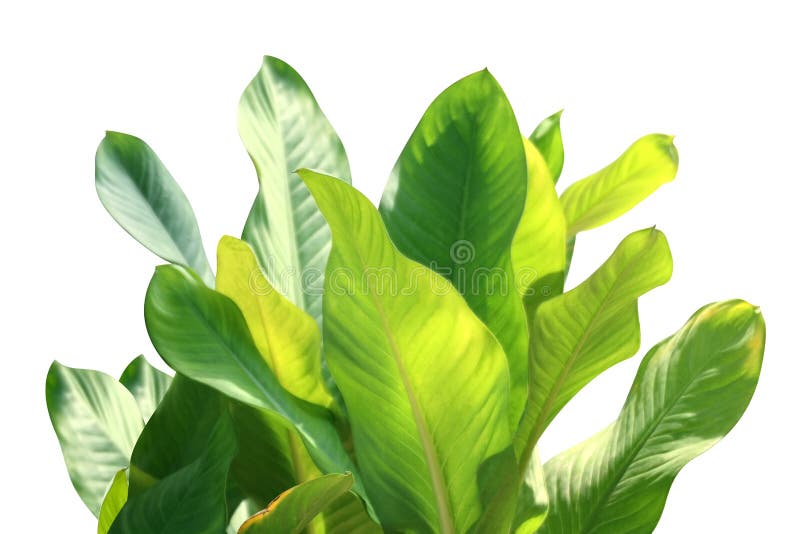 Tropical leaf fresh green, tropical foliage leaves nature isolated white background for decorations garden design selective focus royalty free stock photo Tropical leaf fresh green, tropical foliage leaves nature isolated white background for decorations garden design selective focus royalty free stock photo